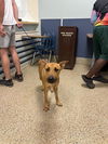 adoptable Dog in  named DULCE DE LECHE