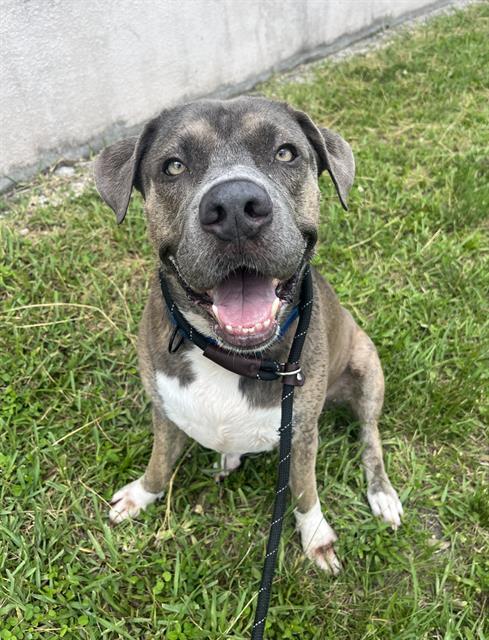 adoptable Dog in Miami, FL named KOA