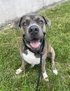 adoptable Dog in  named KOA