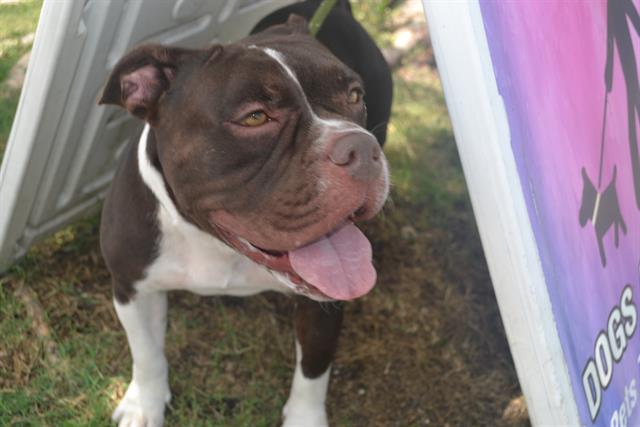 adoptable Dog in Miami, FL named SALLY