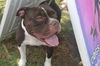 adoptable Dog in miami, FL named SALLY