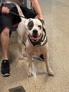 adoptable Dog in  named PATCHES