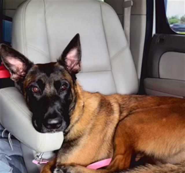 adoptable Dog in Miami, FL named AVA