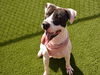 adoptable Dog in  named BRUCE