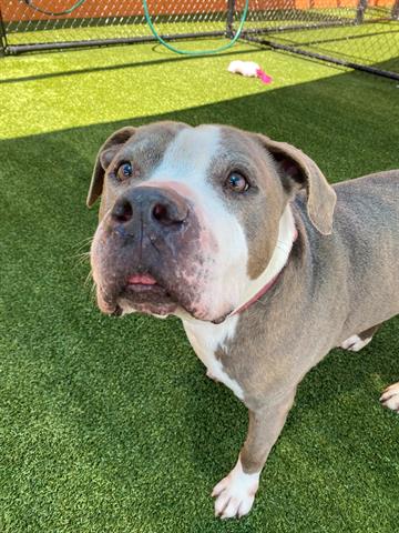 adoptable Dog in Miami, FL named BLU