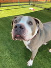 adoptable Dog in  named BLU