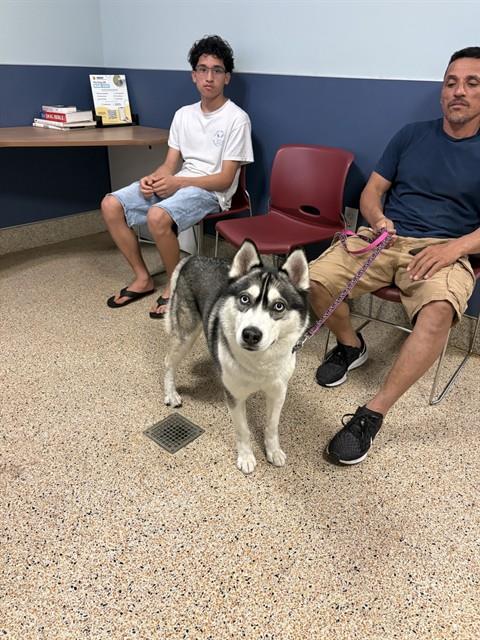 picture of the dog needing adoption