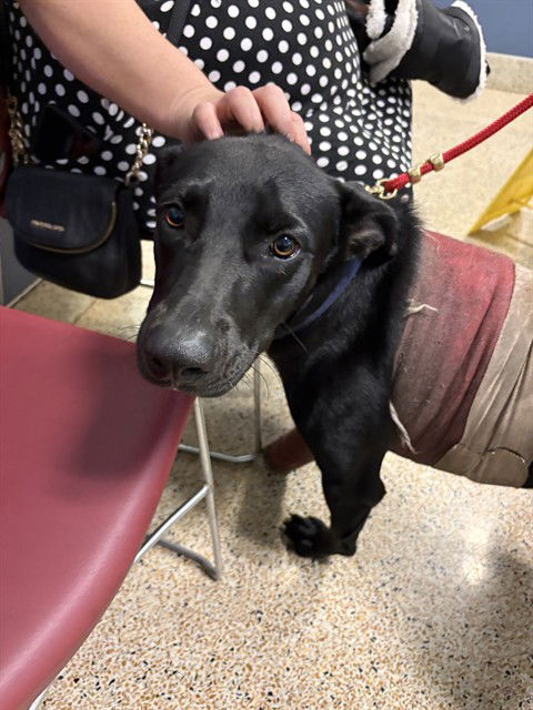 picture of the dog needing adoption