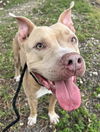 adoptable Dog in  named REMMY
