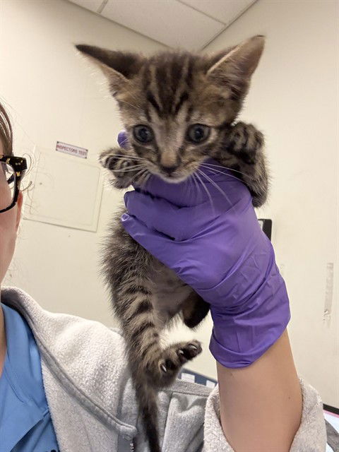 picture of the cat needing adoption