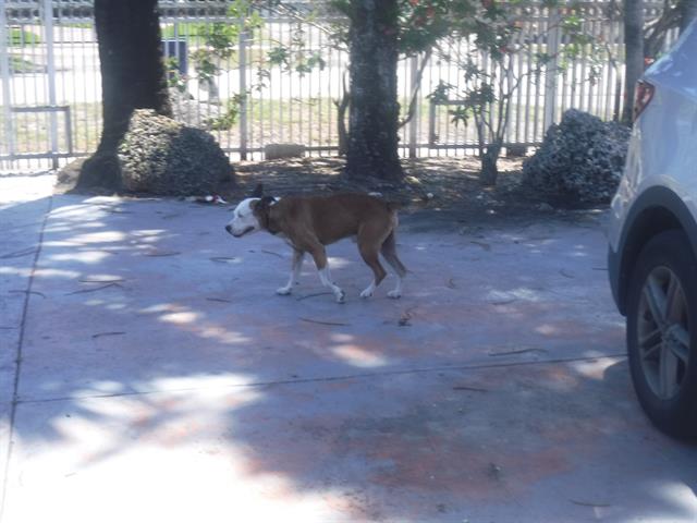 adoptable Dog in Miami, FL named IAN
