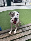 adoptable Dog in  named NALA