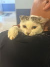 adoptable Cat in miami, FL named PAMELA