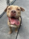 adoptable Dog in  named BINKY