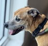 adoptable Dog in miami, FL named BANDIT