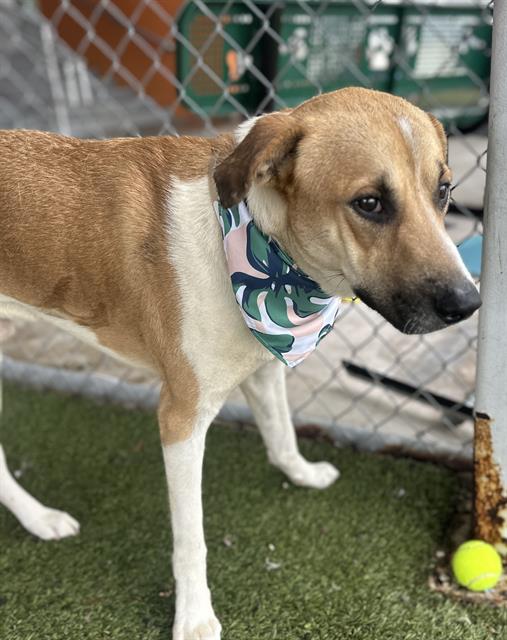 adoptable Dog in Miami, FL named QUESO