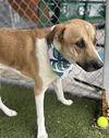 adoptable Dog in miami, FL named QUESO