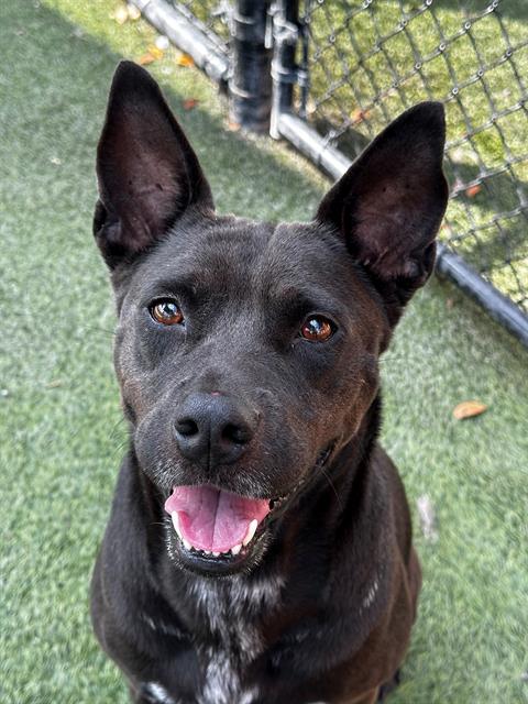adoptable Dog in Miami, FL named PRANCER