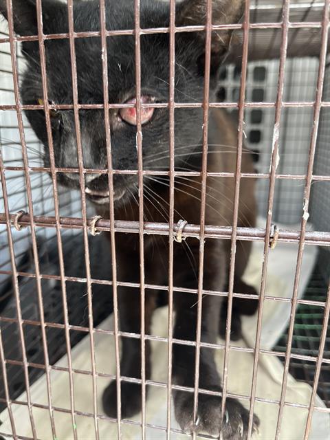 adoptable Cat in Miami, FL named ROLANDO