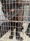 adoptable Cat in miami, FL named ROLANDO