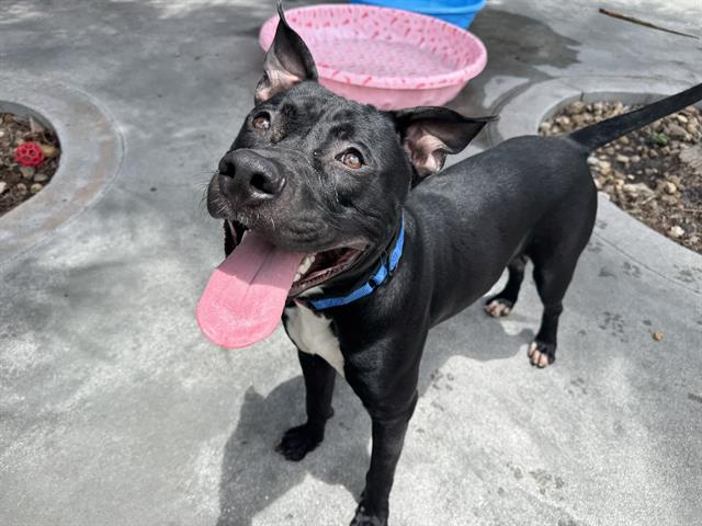 adoptable Dog in Miami, FL named BLACKIE