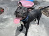 adoptable Dog in  named BLACKIE