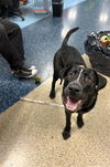 adoptable Dog in  named CASH