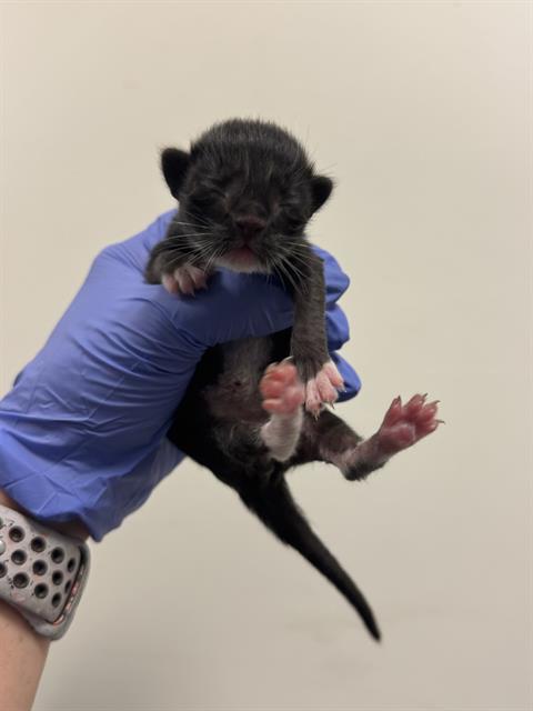 adoptable Cat in Miami, FL named BIBI