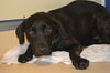 adoptable Dog in  named TRISTAN