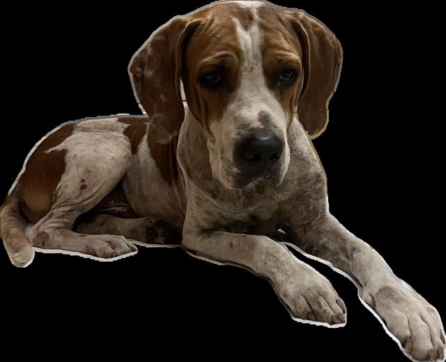 adoptable Dog in Miami, FL named DEPUTY