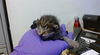 adoptable Cat in  named NUBE