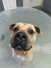 adoptable Dog in  named DIESEL