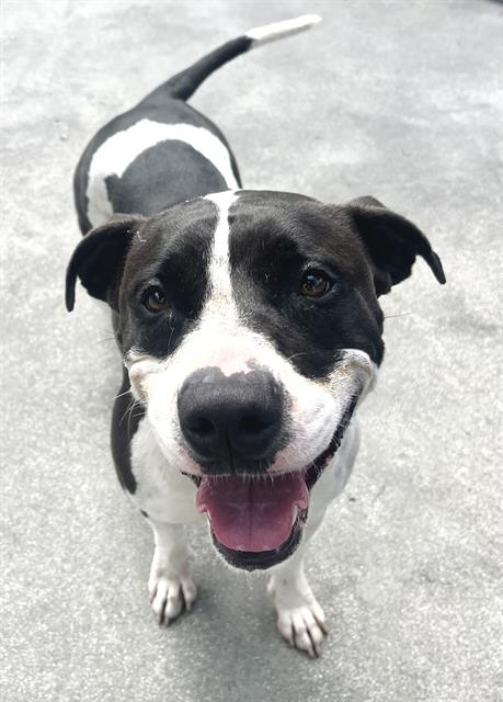 adoptable Dog in Miami, FL named DUKE