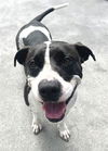 adoptable Dog in  named DUKE