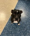 adoptable Dog in  named TIRAMISU