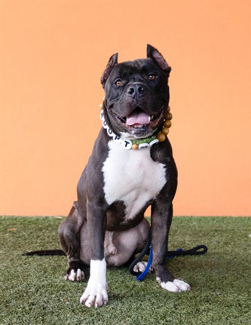 adoptable Dog in Miami, FL named BROWNIE
