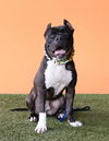 adoptable Dog in  named BROWNIE