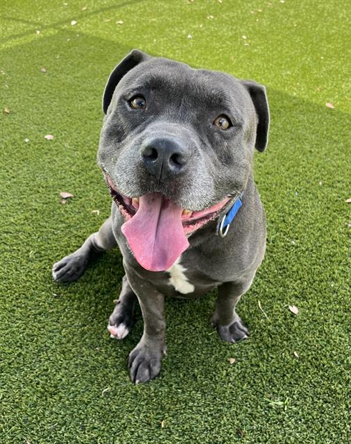 adoptable Dog in Miami, FL named TANK