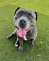 adoptable Dog in  named TANK