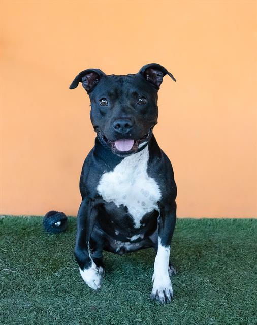 adoptable Dog in Miami, FL named TONYA