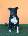 adoptable Dog in  named TONYA