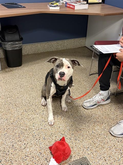 adoptable Dog in Miami, FL named LOLA