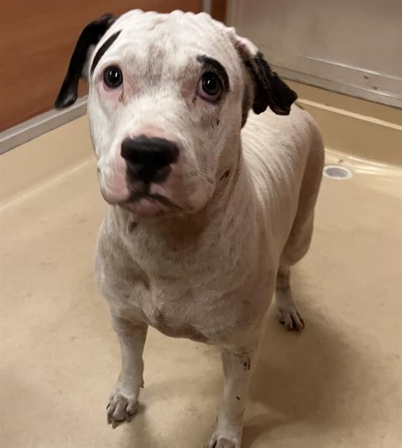 adoptable Dog in Miami, FL named SARA
