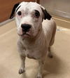 adoptable Dog in  named SARA