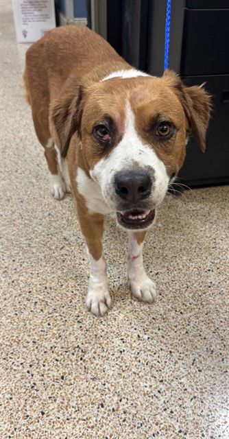 adoptable Dog in Miami, FL named MELODY