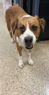 adoptable Dog in  named MELODY