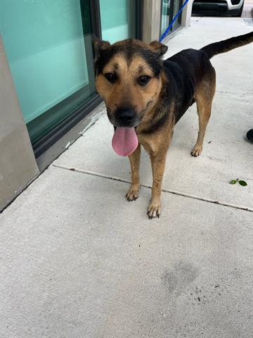 adoptable Dog in Miami, FL named MAX