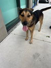 adoptable Dog in  named MAX