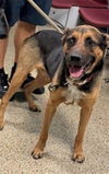 adoptable Dog in  named SARGENTO