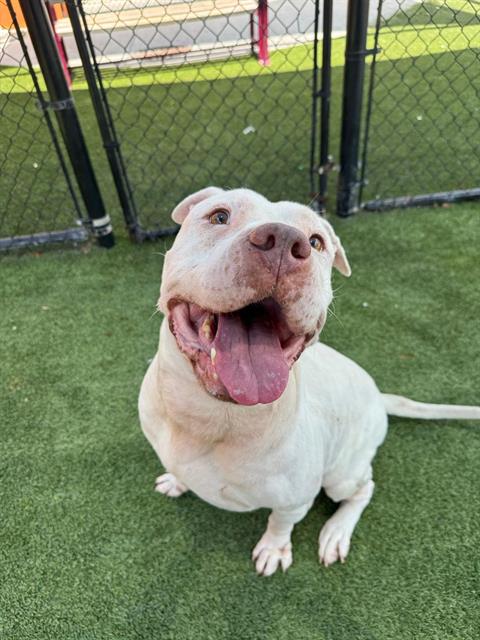 adoptable Dog in Miami, FL named TAIRN